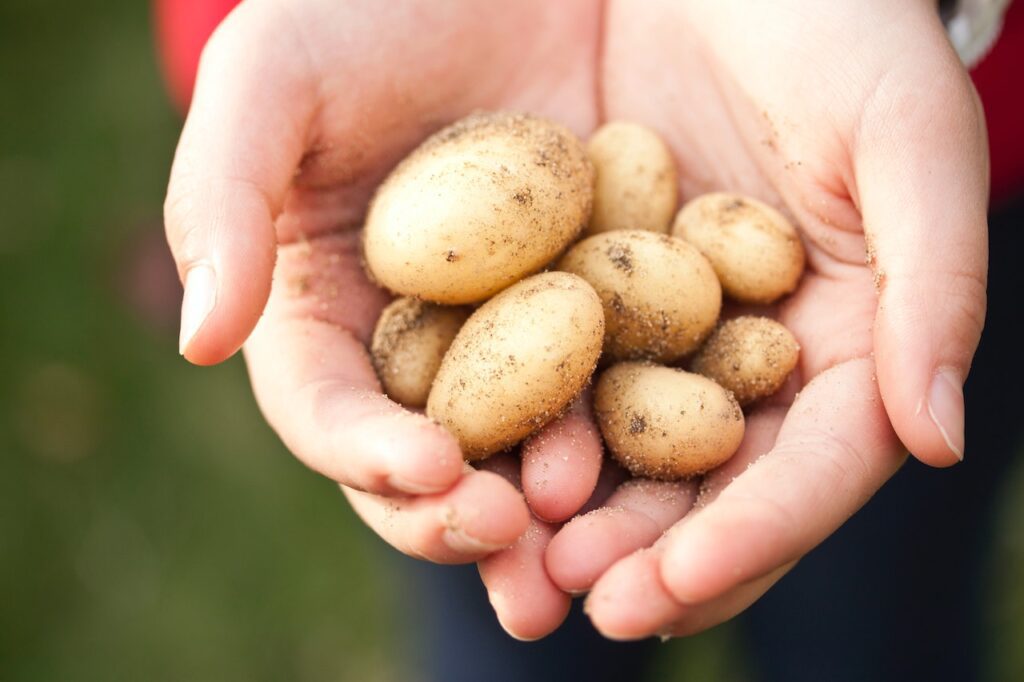 Harvesting Potatoes and Onions in South Africa: Challenges and Equipment Needed